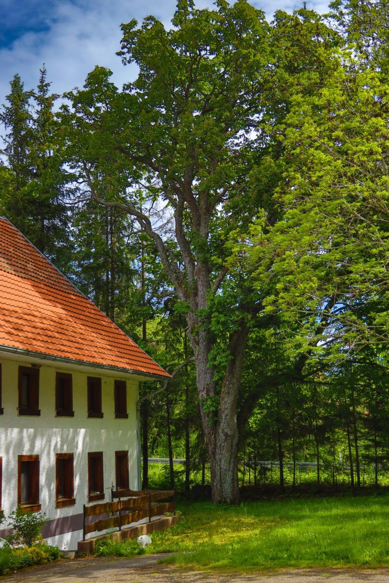 Schwarzwald Escape Konuk evi Gorwihl Dış mekan fotoğraf